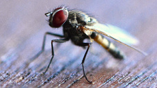 Stubenfliege (7).jpg